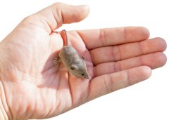 Click image for larger version  Name:	mouse_in_hand.jpg Views:	0 Size:	9.4 KB ID:	672261