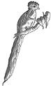 Click image for larger version

Name:	Quetzal.jpg
Views:	44
Size:	8.8 KB
ID:	647764